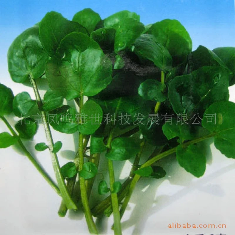 Nasturtium bonsais-watercress bonsais, watercress 100 шт