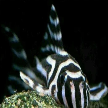 

110Pcs A Set Hypancistrus Zebra