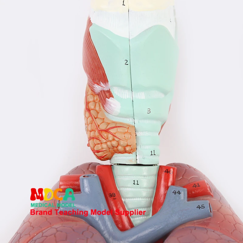Модель дыхательной системы, дыхательные пути, гортань, легкие, сердце, человеческий орган анатомическая модель медицинская обучение MHXXT003