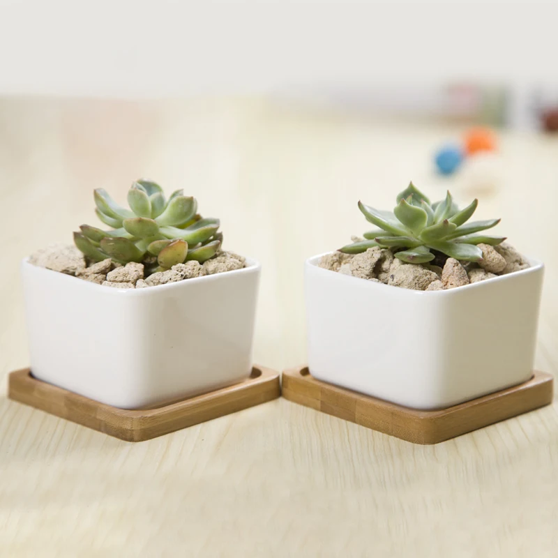 2 Sets Square White Ceramic Succulent Planter Zakka Style Succulents