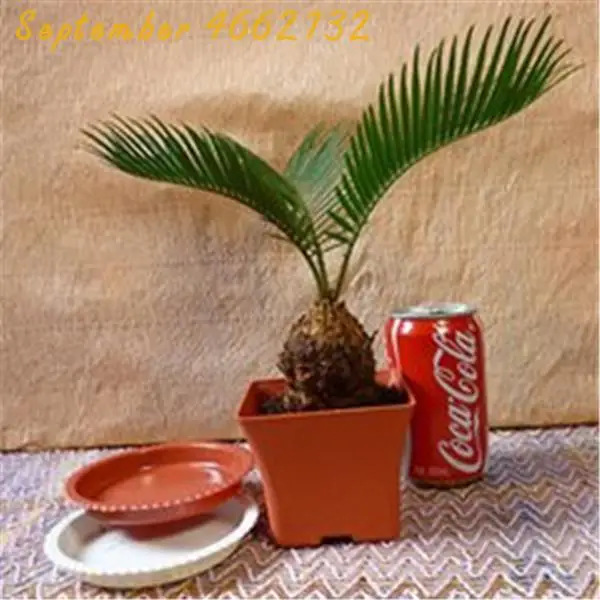 10 Pcs Mini Cycas bonsai, Sago Palm Tree plant,the budding rate 97%,Cycads Tree For Home Garden Big Bonsai