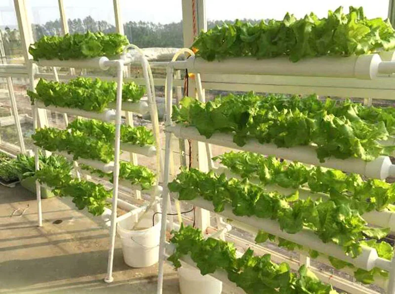 High Quality Hydroponics System NFT with 70pcs of Net Cup Nutrient Film Technique (NFT) Express Free Shipping ZA3793 High Quality Hydroponics System NFT with 70pcs of Net Cup Nutrient Film Technique (NFT) Express Free Shipping ZA3793