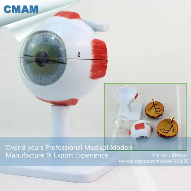 

12526 CMAM-EYE02 Medical Anatomy Model 3x Life-size 6-parts Eyes Anatomical Model, Ear-Eye-Nose-Throat Models > Eye Models