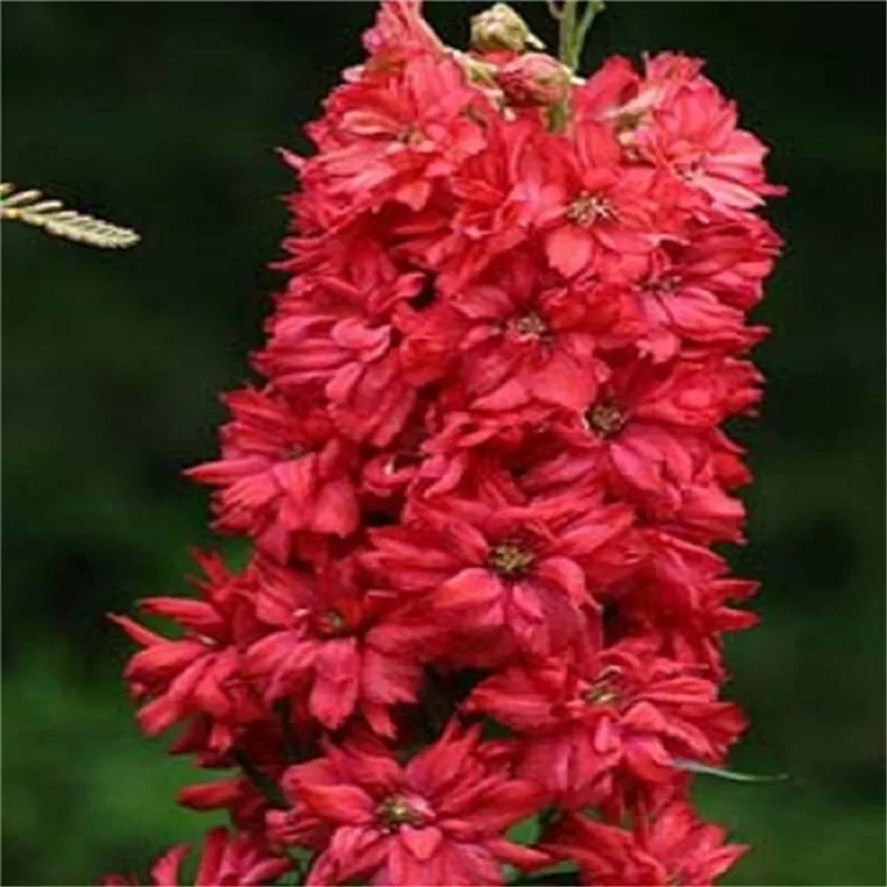 Цветок карликовые деревья 100 шт. Delphinium Mix гигантский Дельфиниум Cultorum горшках сад открытый декоративные Planta Sement для домашний декор