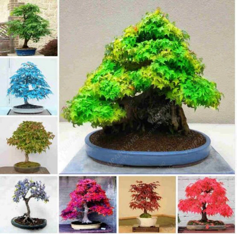 

20 bonsai/Pack 100% Real Japanese Ghost Blue Maple Tree Bonsai bonsai Acer palmatum atropurpureum, Bonsai SOW ALL YEAR