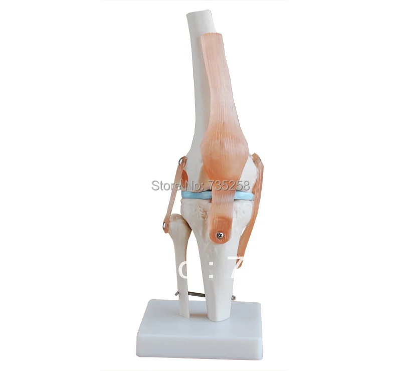 Коленный сустав, модель Связки колена, модель коленного сустава