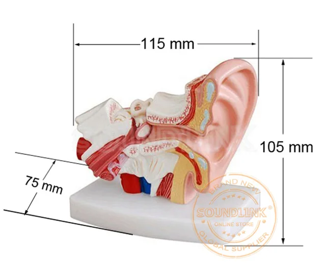 Ear Models