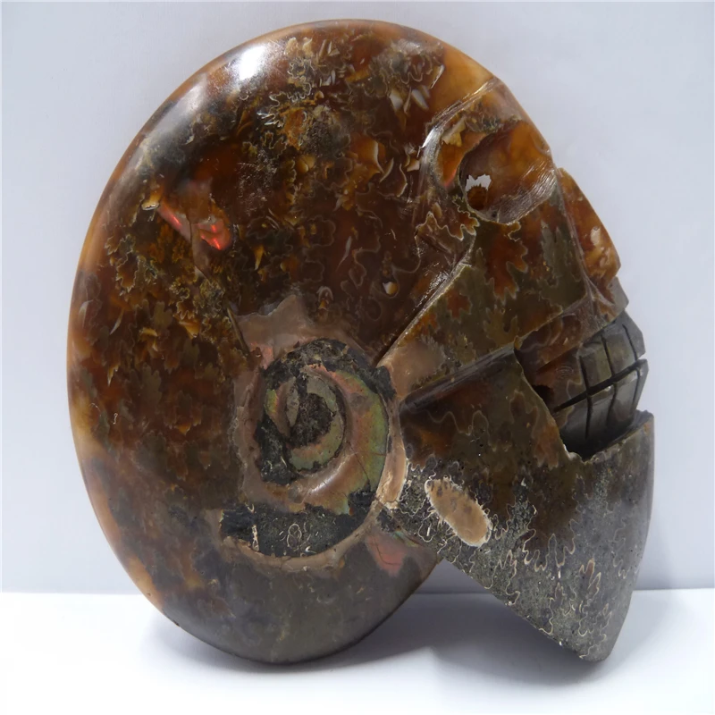 

NATURAL Conch fossil Crystal carved skull HEALING T480