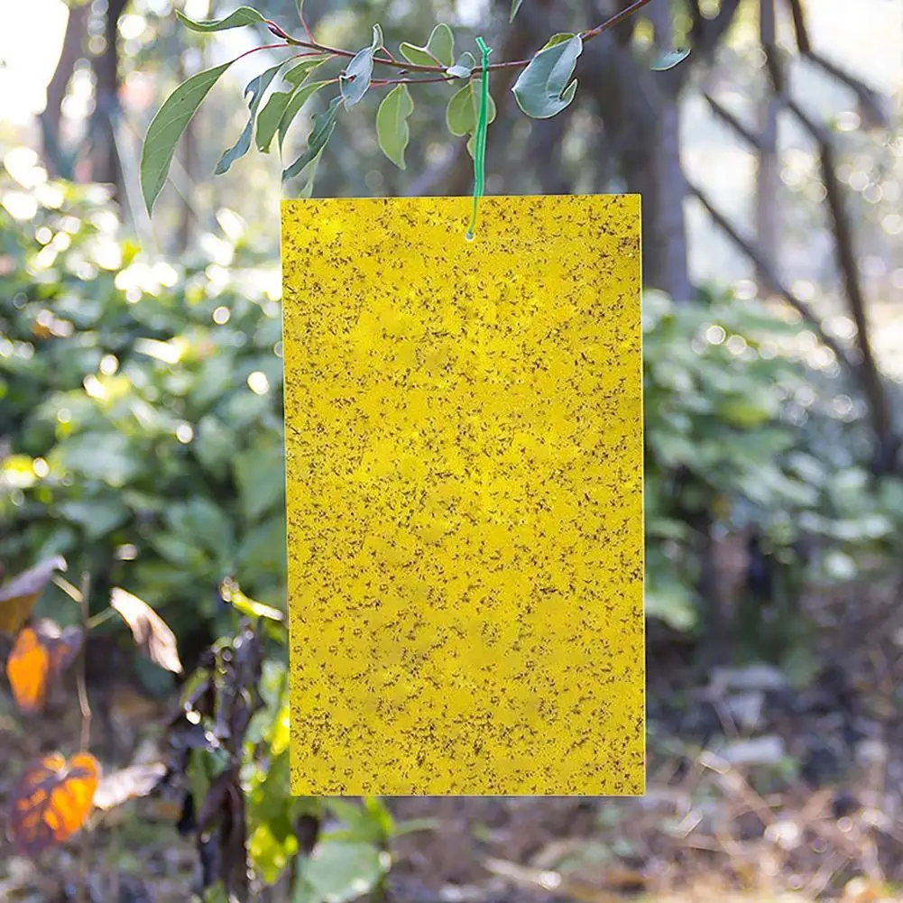

10 Pcs Double-sided Yellow Sticky Insect Traps Flying Insects Fungi G, Whitefly, Aphids Disposable Sticky Insect Yellow Board