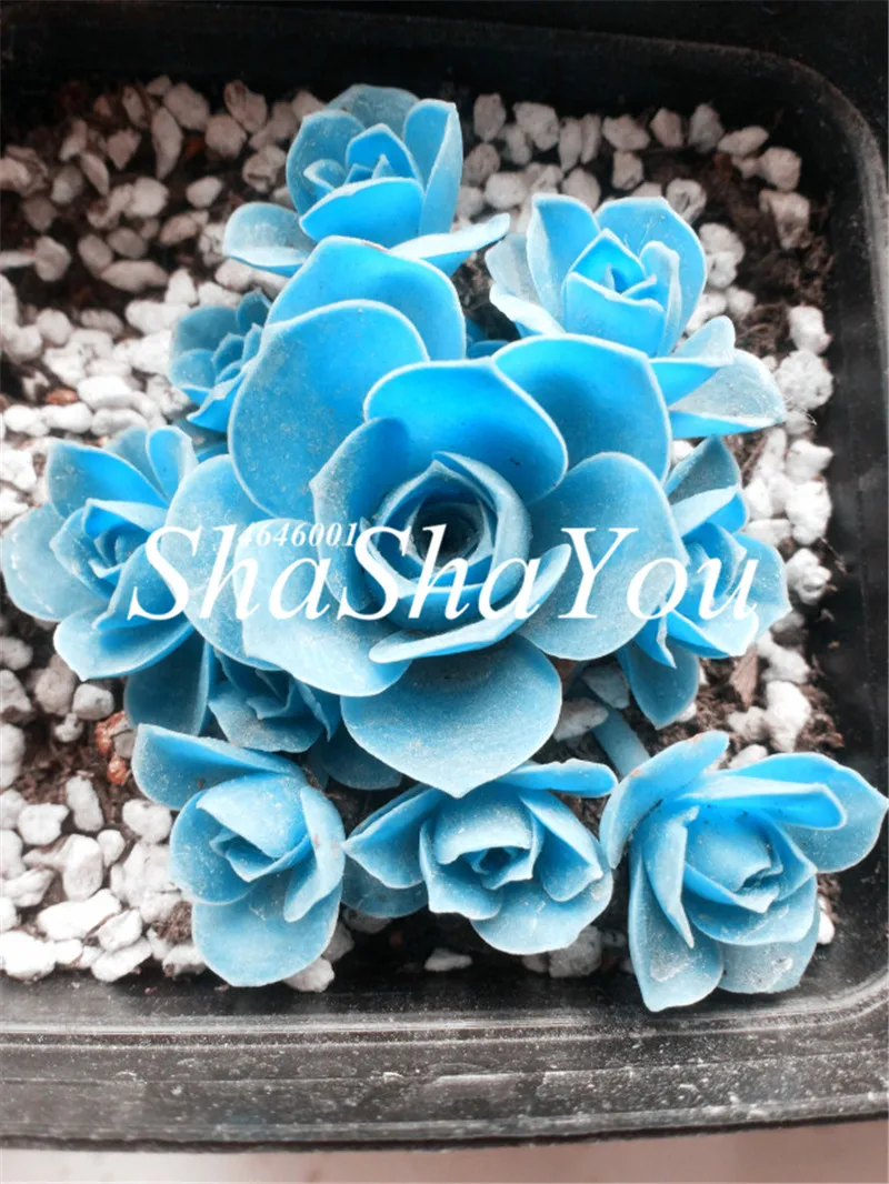 

100 Pcs Rare Succulent Blue bonsai Lotus Bonsai Plants Pseudotruncatella Living Stone Rare Succulent planting Home Garden