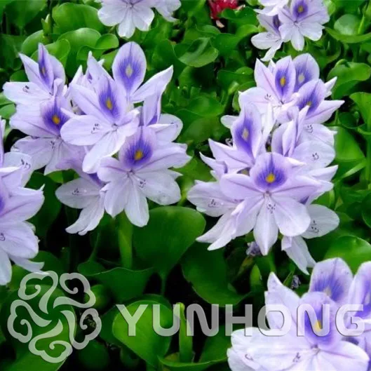 

50pcs Hot Selling Rarest Exotic Eichhornia Crassipes Bonsai Top Quality Aquatic Plants DIY Garden Courtyard Plant Very Easy