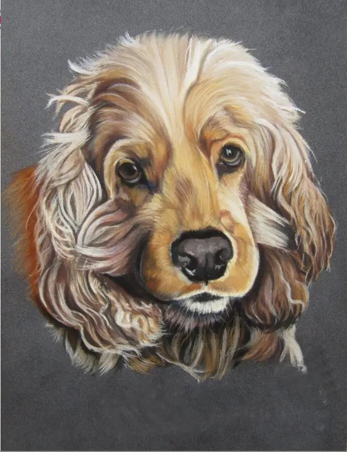 British cocker spaniel 1
