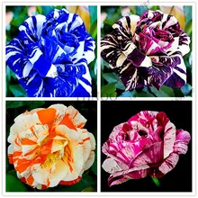 50 шт. Редкие голландские конфеты в полоску розы домашний сад бонсай редкий цветок растение несколько цветов Роза Флорес