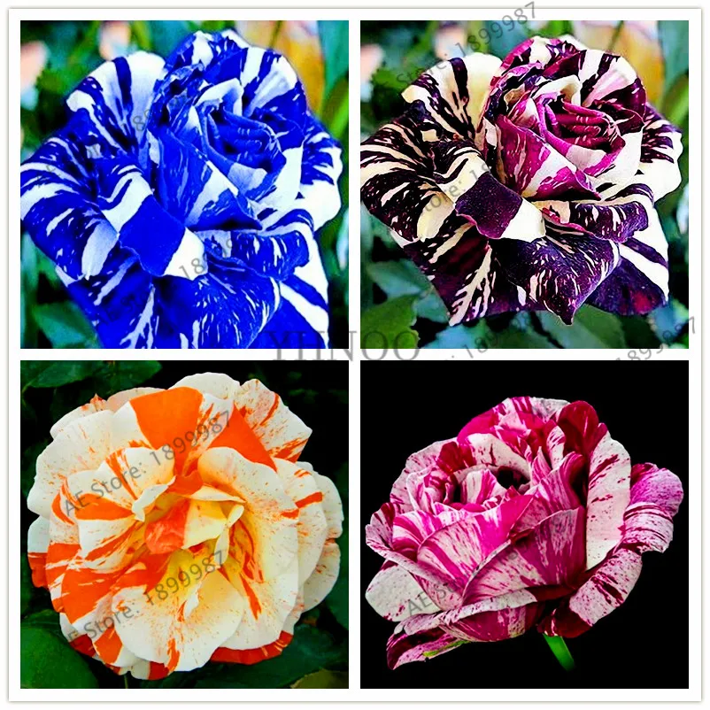 

50pcs Rare Holland Candy Stripe rose Flower bonsai Home Garden Rare Flower plant multiple color Rose flores