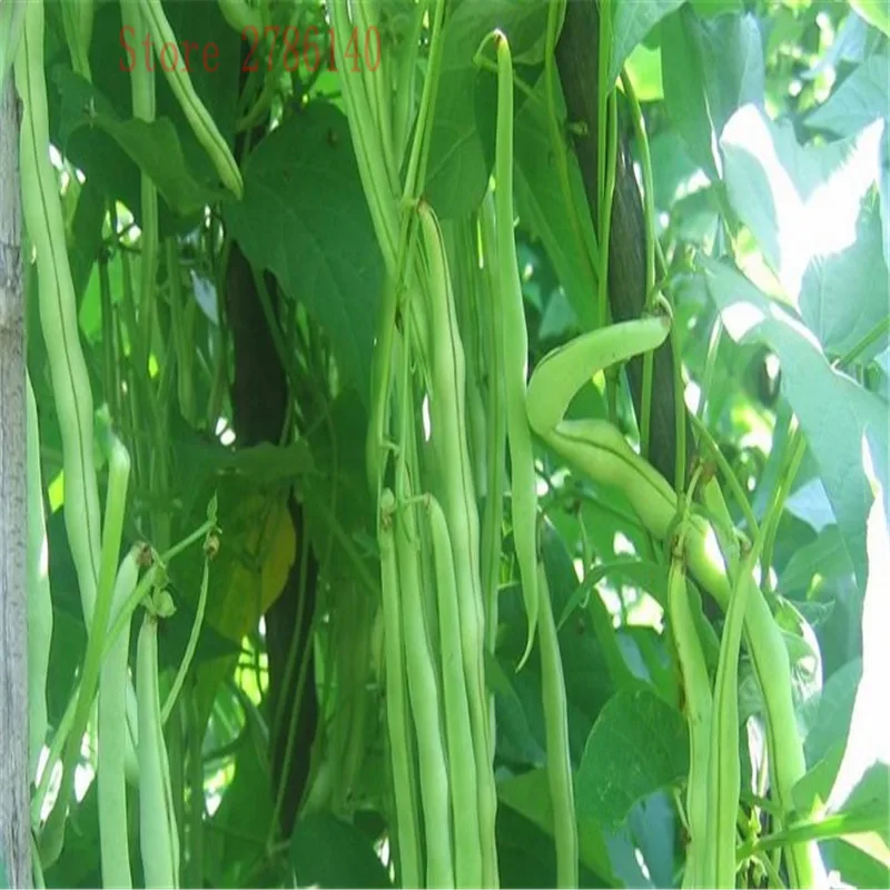 

20pcs long bean pots, easy to grow is a high-nutrient vegetable suitable for planting in the home courtyard.