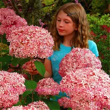 100 PCS / Bag Exotic Onion Seeds Giant Allium Seeds Multicolor Balcony Potted Flowers high quality Semillas De Flores