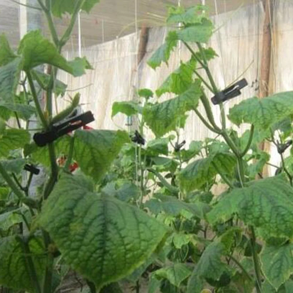 Agriculture Vines Clip Garden Plant Flower Vegetable Bush Clips Grape Tomato Vines Fixing Tools 20 Pcs