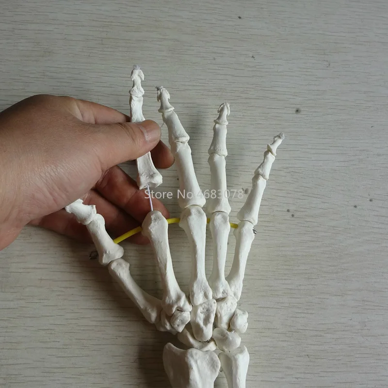 1:1 Life Size Human Hand Joint Model Hand Skeleton Bone Model Wrist Vola Palm Skeleton Medical Science Teaching Supplies