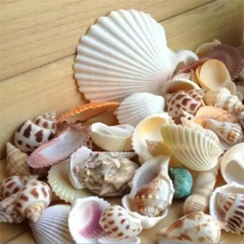 

100g/bag Mixed Sea Beach Shells Crafts Seashells Aquarium Decor Photo Props