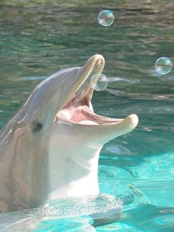 Pink Dolphin Pink river dolphin, Pink dolphin, Pink river
