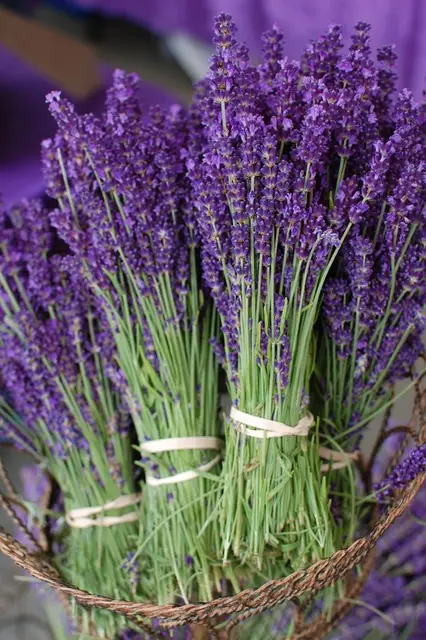 Country flower farms coupon