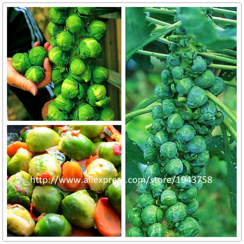 Buy 200pcs Rare Heirloom Brussels Sprout (Long Island Improved) Yields 50 100