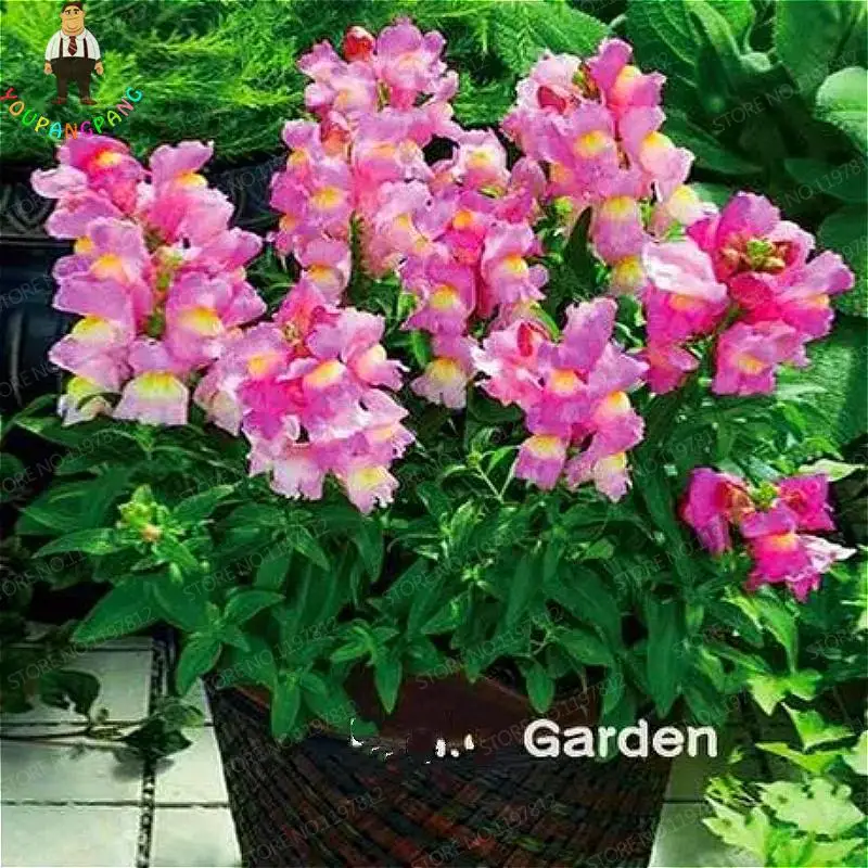 

Hot Sale 200 Pcs/pack Antirrhinum Snapdragon bonsai Jardin Fragrant Dwarf Potted Flower bonsai Home Garden Bonsai Plants Semilla