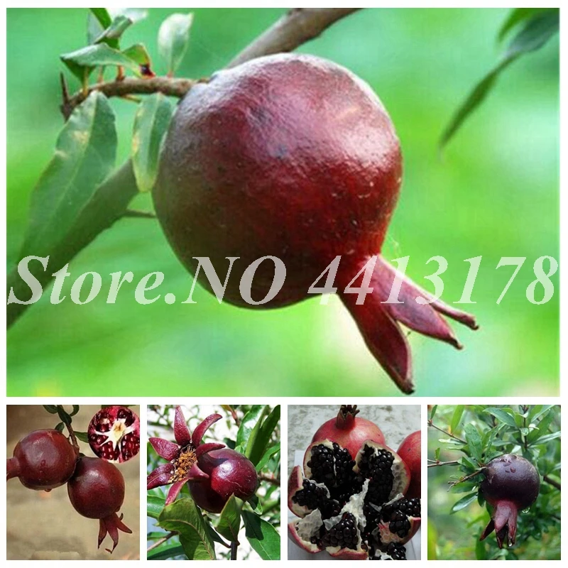 

50 pcs/ bag Black Pomegranate Rare Delicious Perennial Organic Fruit Tree Bonsai Potted Succulent Plant for Home Garden Decor