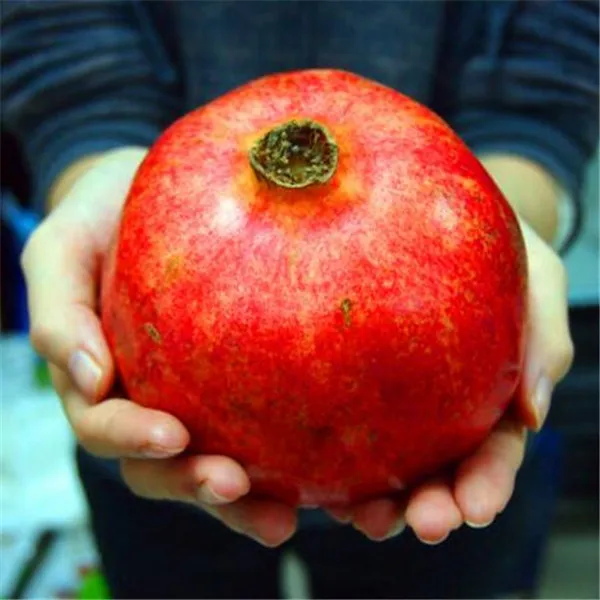 Pomegranate Bonsai Very Sweet Delicious Fruit Bonsai Succulents Bonsai Plant For Home Garden Pot 50pcs
