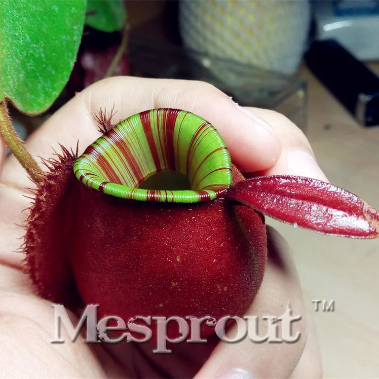 Insectivorous Grass Dionaea Muscipula Apple Nepenthes Multiple Varieties Of Hybrid Bonsai Plants Bonsai For 50pcs