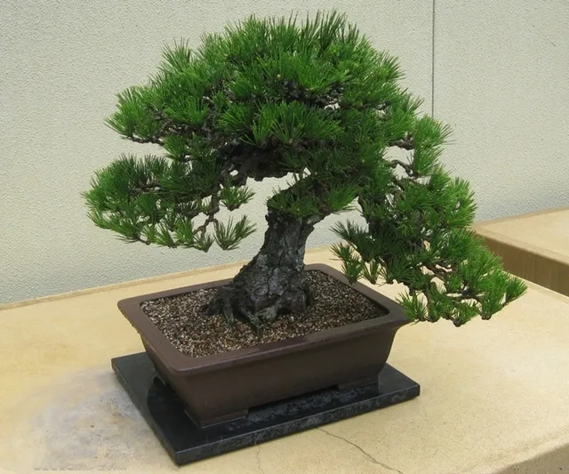 50pcs/Bag Pine Tree Seeds bonsai flower easy to plant DIY