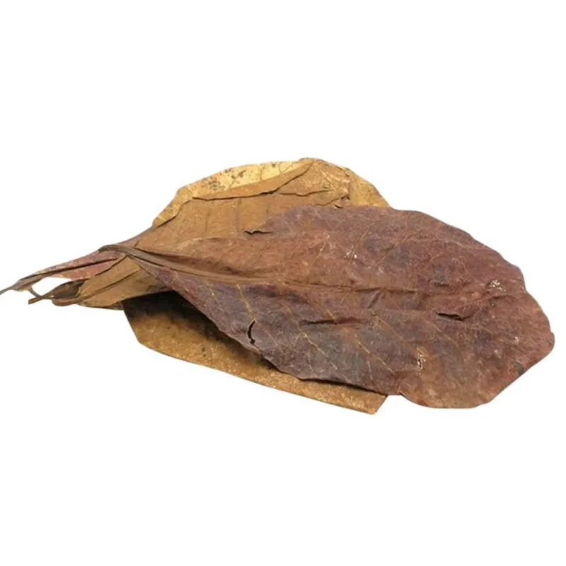 2019 50 шт. Terminalia Catappa Leafs аквариум натуральный, оливкового Цета Декор аквариум Антибактериальный низкий уровень PH водный аквариум