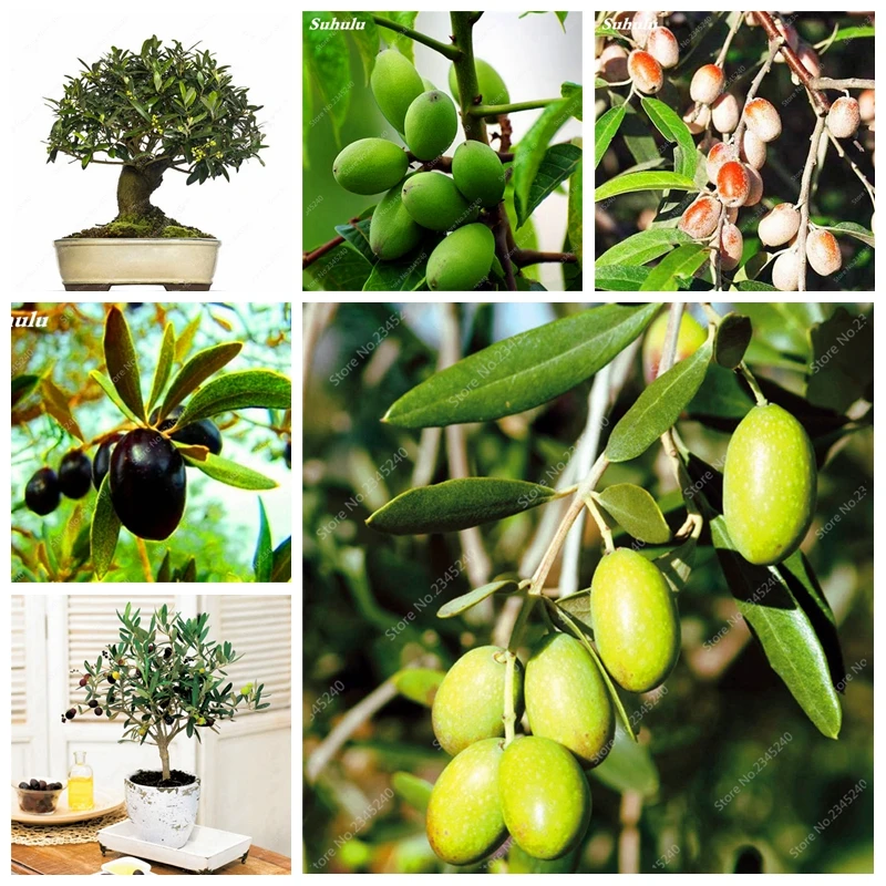 

10 PCS/ bag Rare Olive Bonsai Tree (Olea Europaea) Potted Fresh Exotic Tree Mini Tree Garden Supplies for Flower Pot Planters