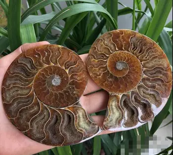 

Madagascar screw gossip feng shui screw