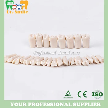 

teeth model replace teeth whole set 28 pcs spare teeth teaching model learning model