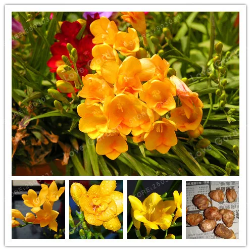 

2 Bulbs yellow Freesia Bulbs Indoor Potted Flowers Orchids,Freesia Rhizome Survival Rate is High