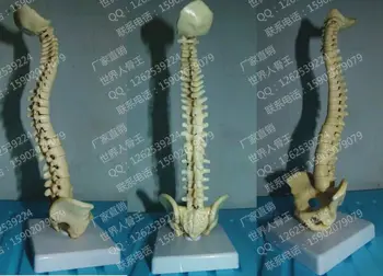 

Small model the body of the spine mannequin human skeleton model 23 cm