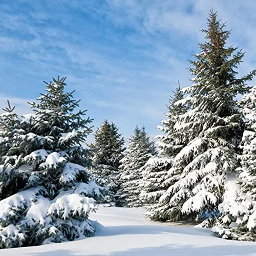 

5x7ft Snowy Winter forest landscape Christmas Trees Photography Backdrop