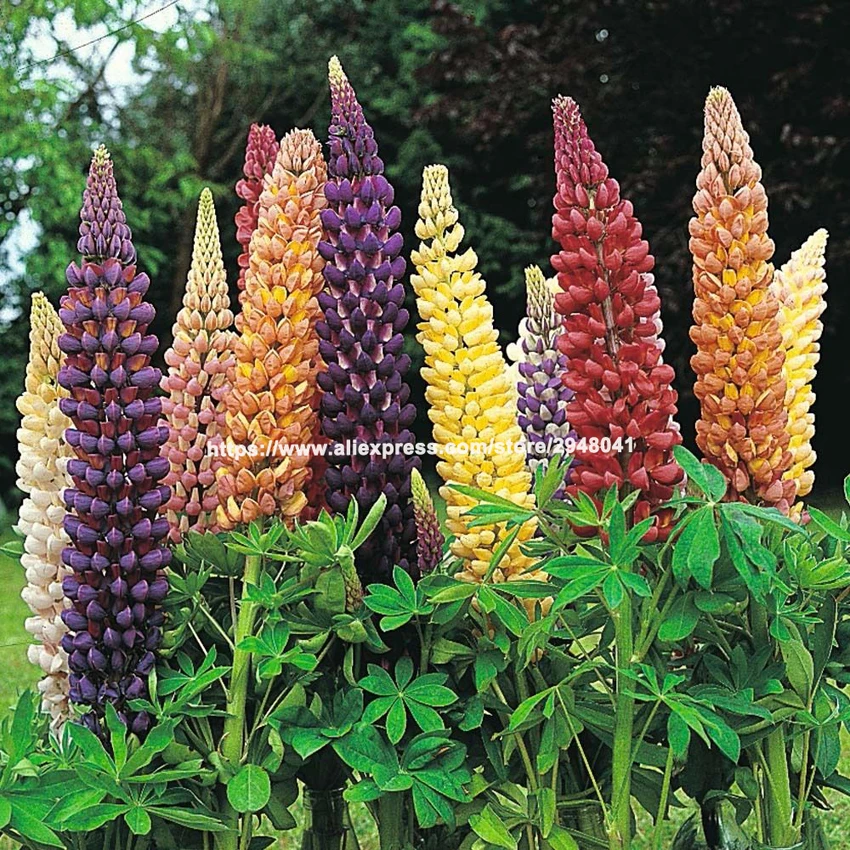 

15 Mix Color Lupine Bonsai Plants Annual Succulent Groundcover Flower Bonsai,Potted Plants for Home Garden