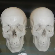 ISO роскошная модель человеческого черепа, анатомический череп