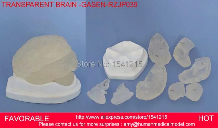 

HUMAN HEAD ANATOMICAL BRAIN , MEDICAL SCIENCE ,MODEL BRAIN ANATOMICAL BRAIN MEDICAL MODEL GASEN-RZJP039