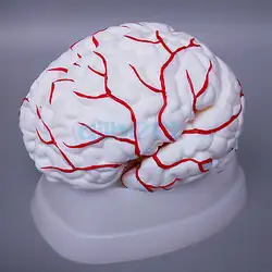 8 Запчасти человеческий мозг с артерии полностью вскрытый модель для Спецодежда медицинская исследование натуральный