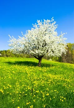 

Laeacco Spring Blossom Flower Tree Floret Baby Scenic Photographic Backgrounds Customized Photography Backdrops For Photo Studio