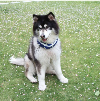 

Dog Cooling Collar