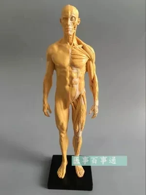 30 см Смола CG Живопись Скульптура мужская модель скелетно-мышечная Анатомия структура человеческого тела художественная модель