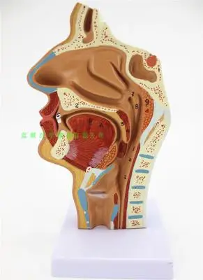 Носовая полость, ротовая полость, ларинкс, модель pharynx носовая полость продольная модель с секциями человеческого носа полость Ортодонтическая анатомия