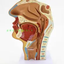 Носовая полость, ротовая полость, ларинкс, модель pharynx носовая полость продольная модель с секциями человеческого носа полость Ортодонтическая анатомия