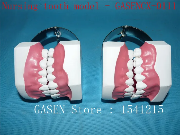

Oral care model Tooth model Teaching model Dental teaching model Medical teaching aids Nursing tooth model - GASENCX-0111