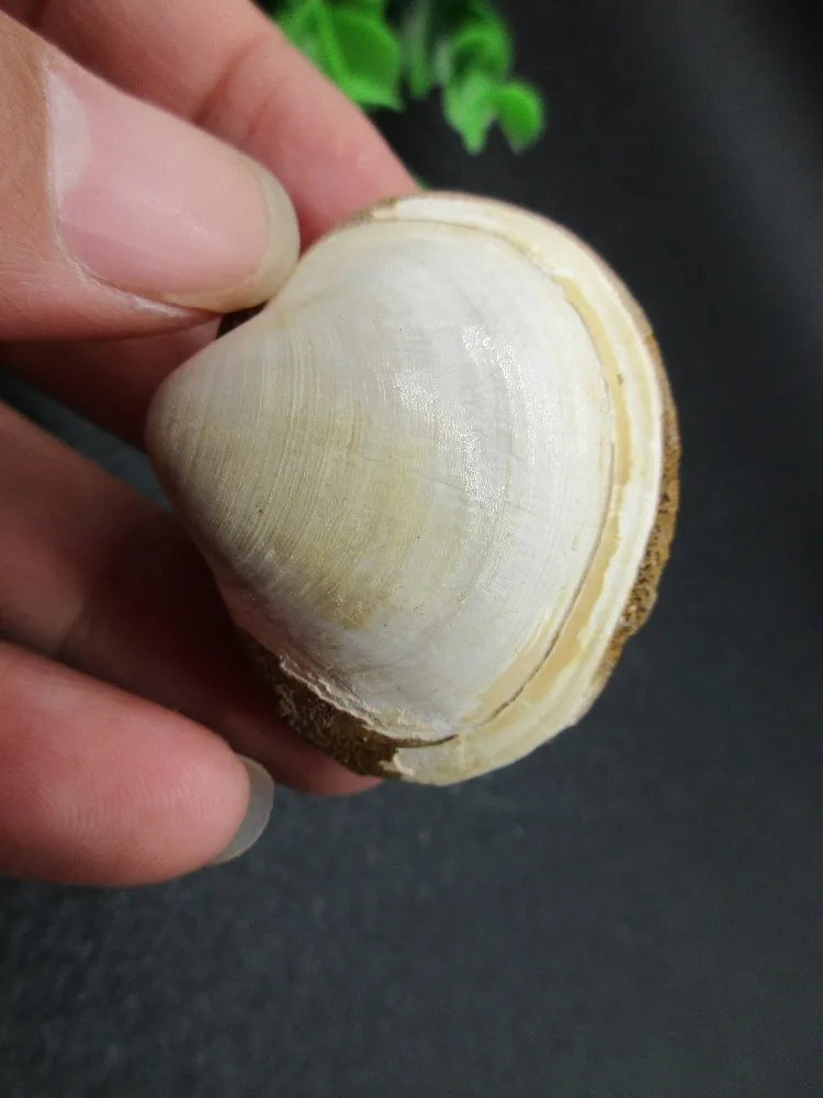 

Natural Stone Fossil Asian Clam Chakra Healing Reiki Stone Carving Crafts from Madagascar
