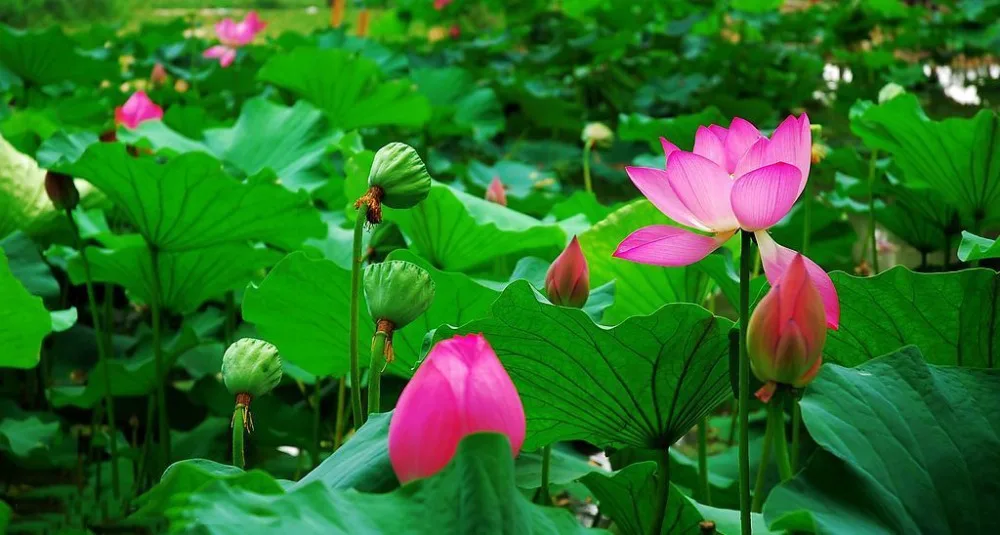 

20 / Pack, New Fresh Nelumbo Nucifera Lotus Nut Aquatic Plants Edible Lotus
